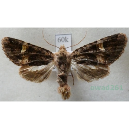 Rileyiana fovea (Treitschke, 1825) Hungaria60k